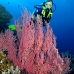 seafan_is_v_0705_png0975.jpg